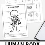 Human Body Worksheets for Elementary on a table