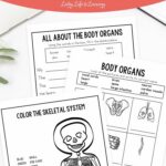 Human Body Worksheets for Elementary on a table