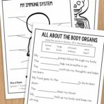 Human Body Worksheets for Elementary on a table