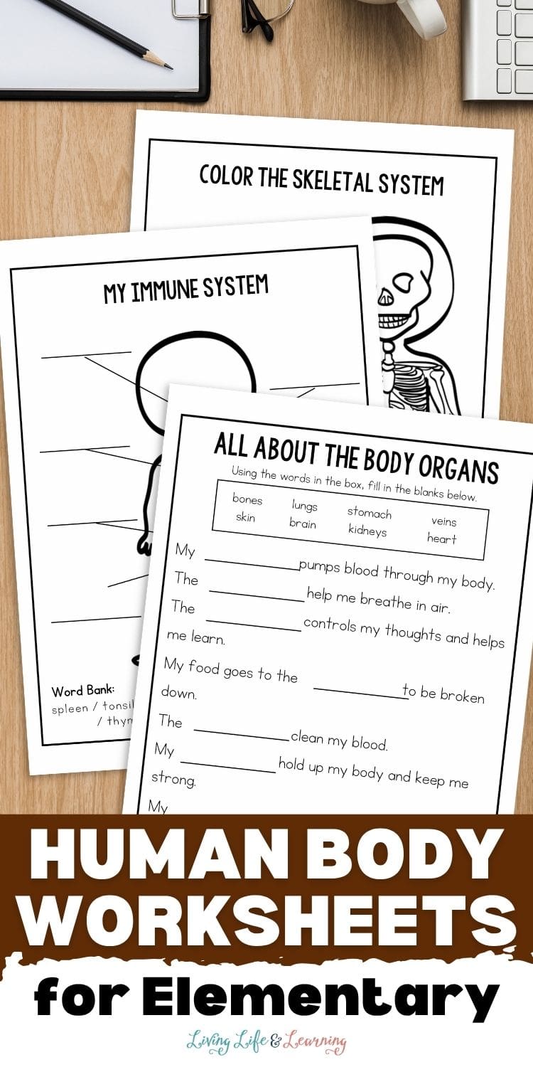 Human Body Worksheets for Elementary Kids