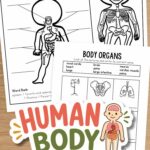 pages of Human Body Worksheets for Elementary