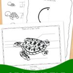 Sea Turtle Worksheets for Kindergarten on a table