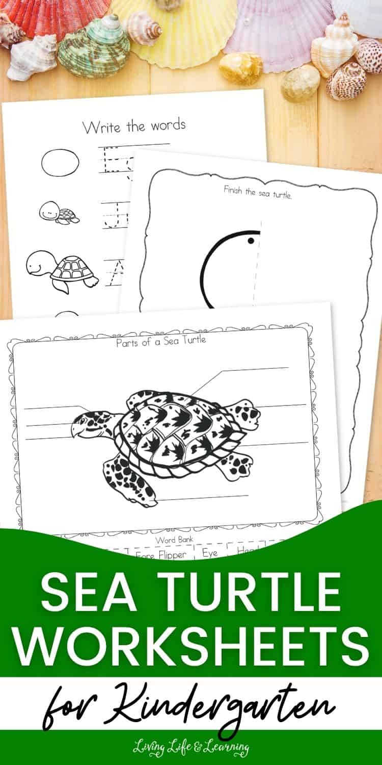 Sea Turtle Worksheet.pdf Sea Turtle Worksheets for Kindergarten: Fun and Engaging Ideas