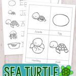Sea Turtle Worksheets for Kindergarten on a table