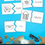 Sea Turtle Worksheets for Preschool on a table