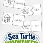 Sea Turtle Worksheets for Preschool on a table
