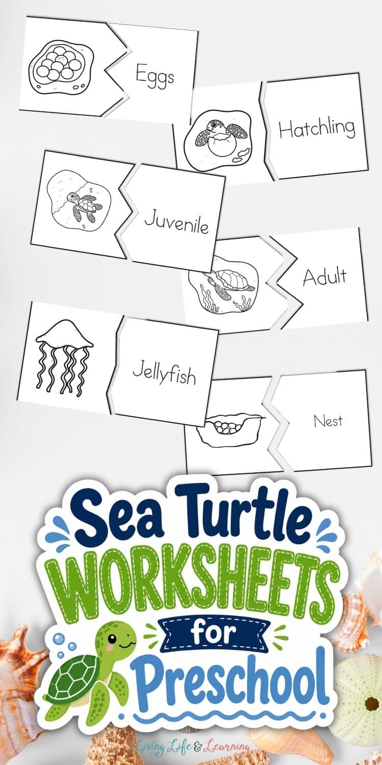 Sea Turtle Worksheet.pdf Sea Turtle Worksheets for Preschool: Fun Activities and Ideas