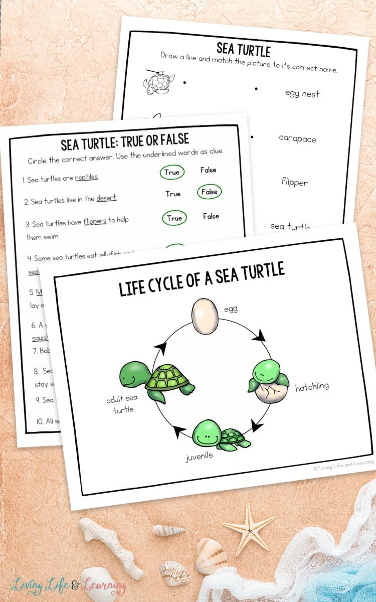 pages of Sea Turtle Worksheets for Elementary