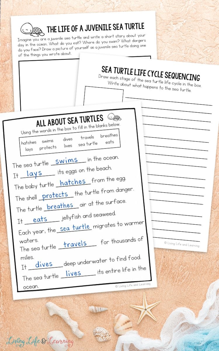 activities included in the Sea Turtle Worksheets for Elementary