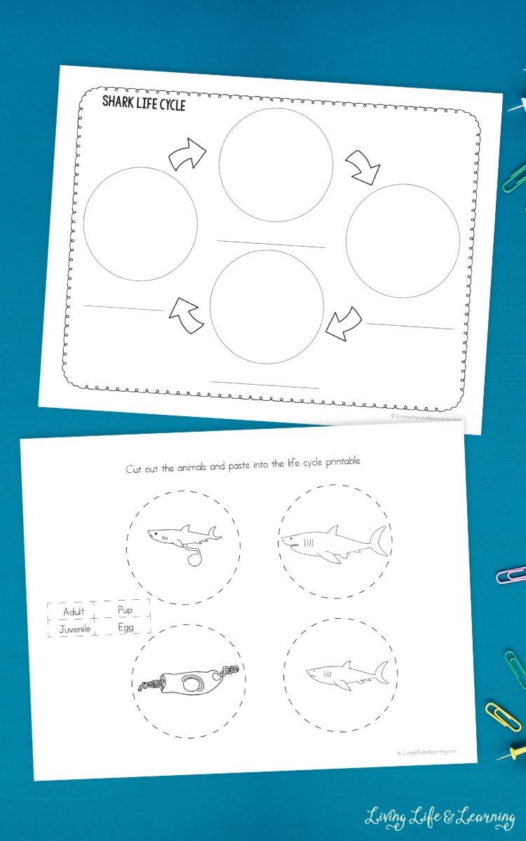 cut and paste activity of Shark Worksheets for Elementary on a table