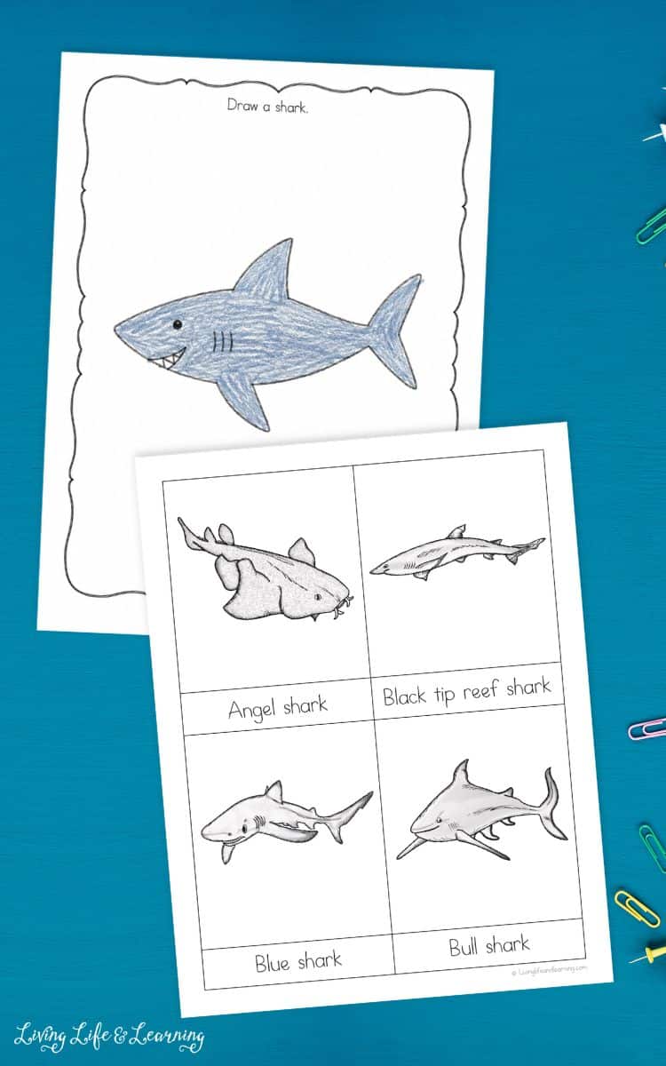 pages of Shark Worksheets for Elementary on a table