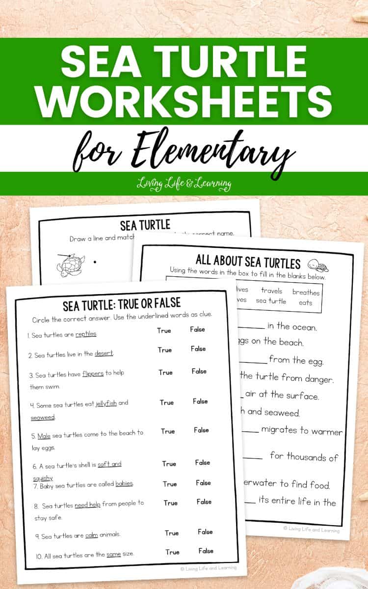 three Sea Turtle Worksheets for Elementary on a table