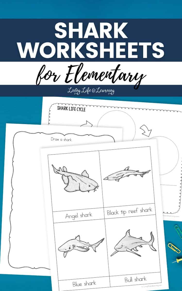 Shark Worksheets for Elementary on a table