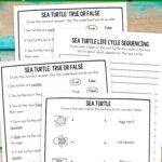 Sea Turtle Worksheets for Elementary on a table