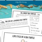 Sea Turtle Worksheets for Elementary on a table