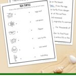 Sea Turtle Worksheets for Elementary on a table