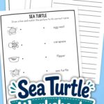 Sea Turtle Worksheets for Elementary on a table